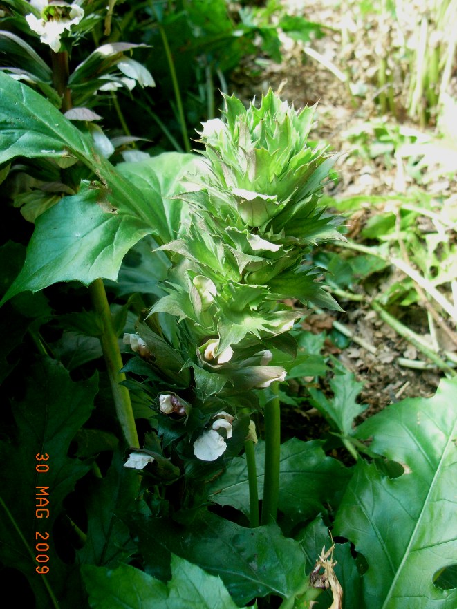 Acanthus mollis